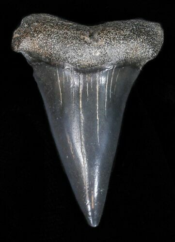 Fossil Mako Shark Tooth - Georgia #40658